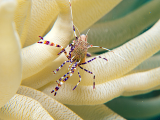 Unterwasserwelt in Los Roques