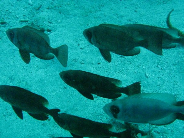 Unterwasserleb Isla Margarita