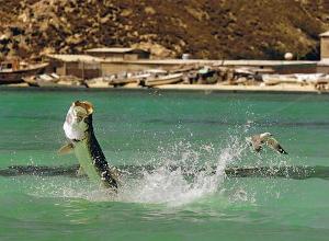 Ausrüstung fürs Los Roques Fliegenfischen