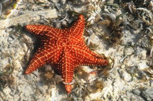 Unterwasserleben auf der Karibikinsel Los Roques