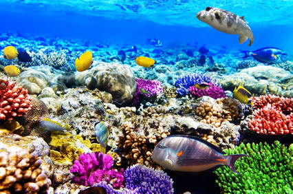 Tauchen auf der Karibikinsel Bonaire