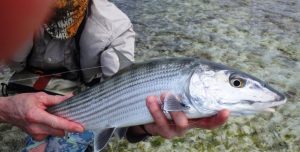 Los Roques Fliegenfischer 